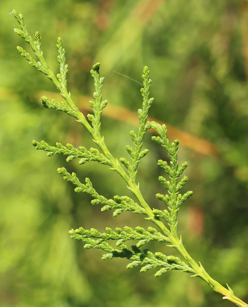 Изображение особи Platycladus orientalis.