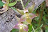 Epipactis papillosa