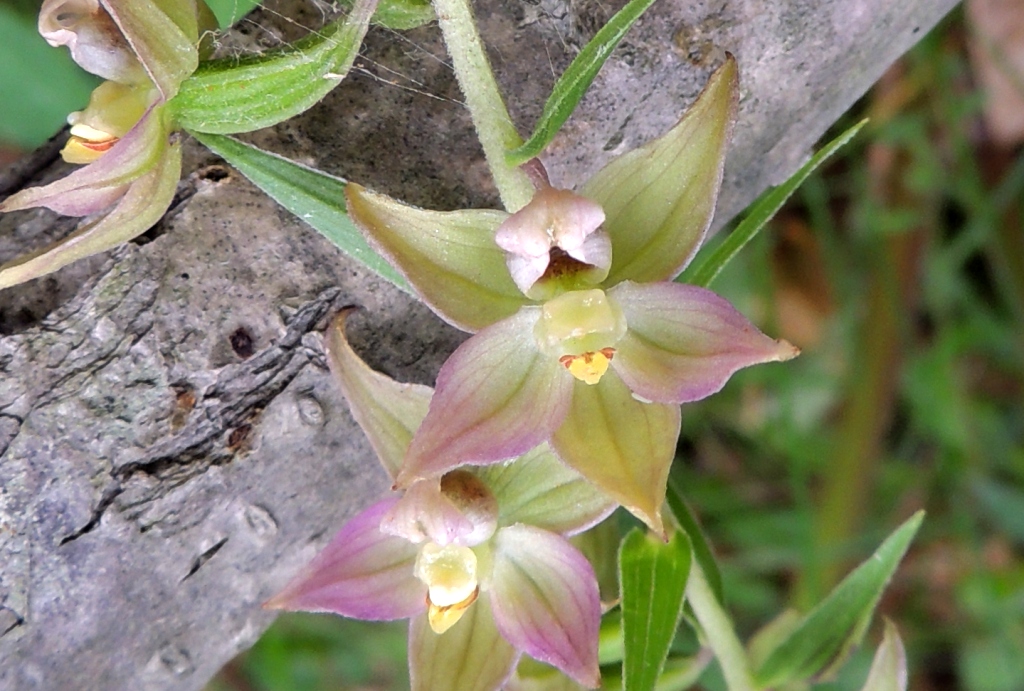 Image of Epipactis papillosa specimen.