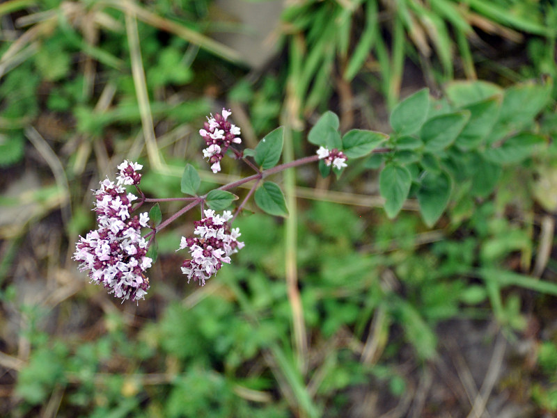 Image of Origanum vulgare specimen.