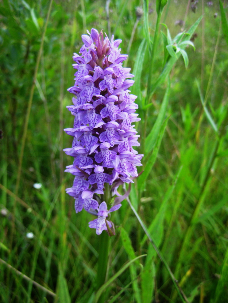 Image of Dactylorhiza baltica specimen.