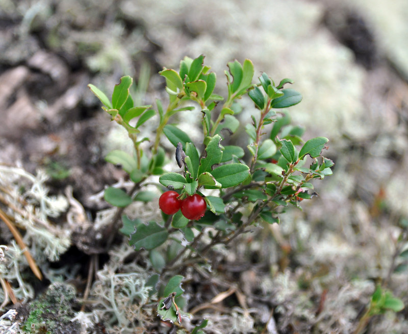 Image of Vaccinium vitis-idaea specimen.