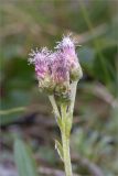 Antennaria dioica. Верхушка побега с пестичными соцветиями-корзинками. Мурманская обл., Печенгский р-н, лишайниково-кустарничковая тундра западнее хр. Муста-Тунтури, берег ручья. 30.07.2014.