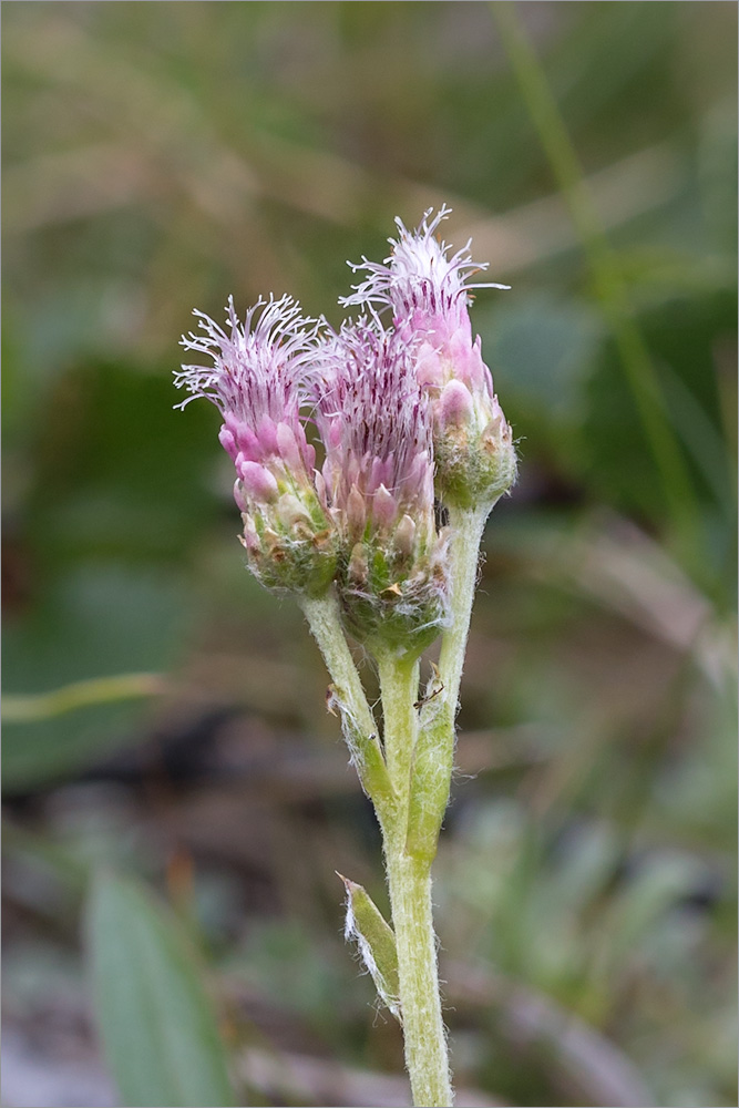 Изображение особи Antennaria dioica.