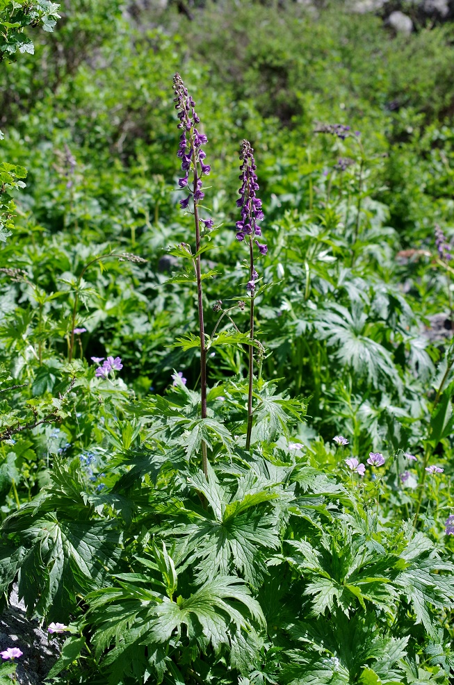 Изображение особи Aconitum leucostomum.