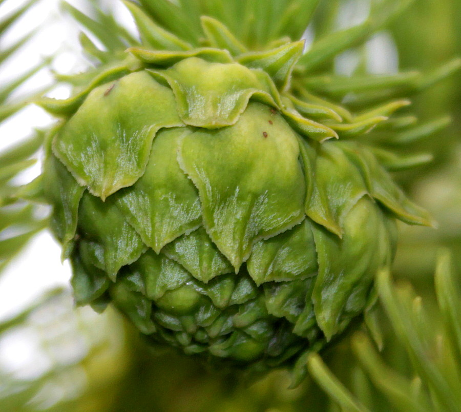 Image of Cunninghamia lanceolata specimen.