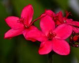 Jatropha integerrima