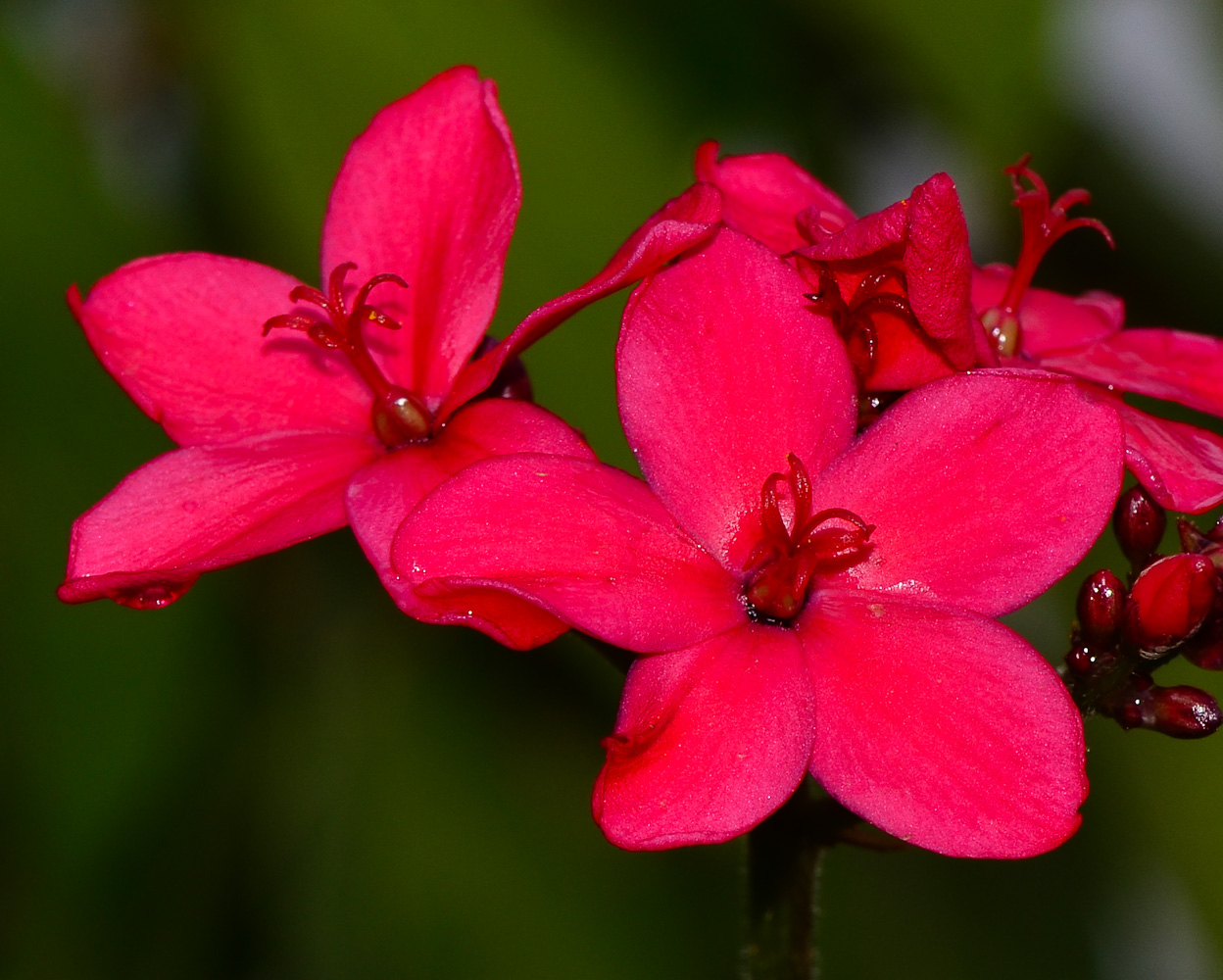 Изображение особи Jatropha integerrima.