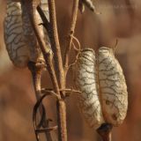 Aconitum coreanum