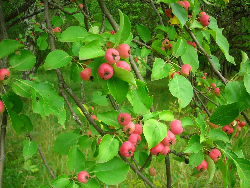Image of Malus domestica ssp. cerasifera specimen.