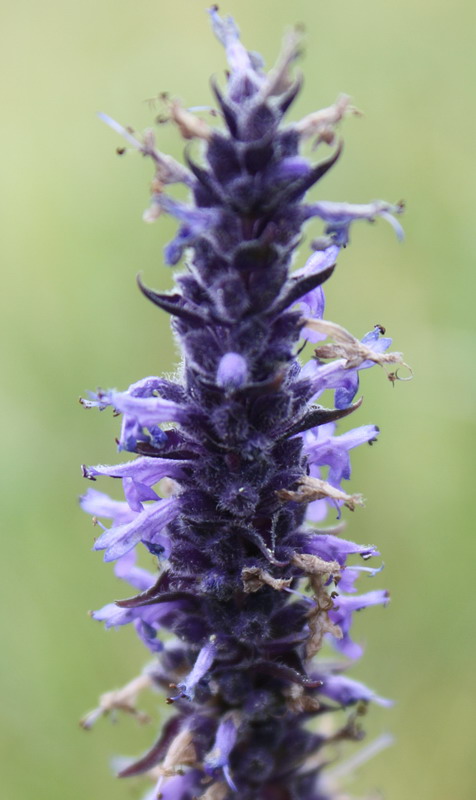 Image of Schizonepeta multifida specimen.