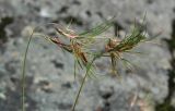 Festuca vivipara