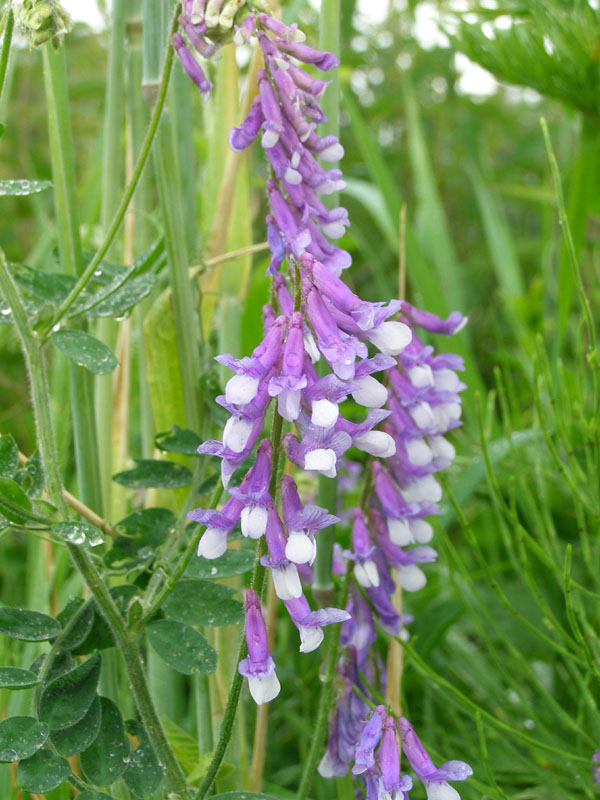 Image of Vicia villosa specimen.