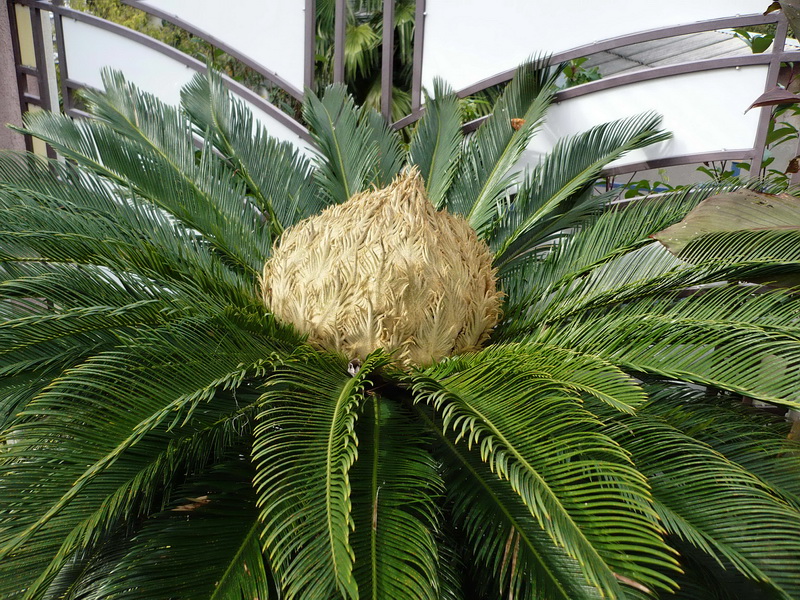 Изображение особи Cycas taitungensis.