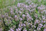 Thymus marschallianus. Цветущие растения. Украина, Днепропетровская обл., Криворожский р-н, окр. с. Широкое, склон балки. 03.06.2014.