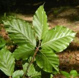 Fagus sylvatica. Веточка с листьями (обратная сторона). Германия, г. Хаген, окр. замка Хоенлимбург (Hohenlimburg). Июль 2014 г.