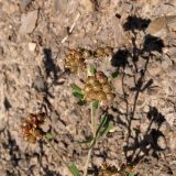 genus Dorycnium