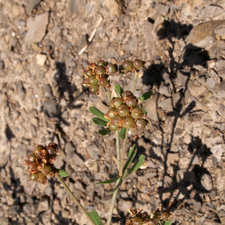 Image of genus Dorycnium specimen.