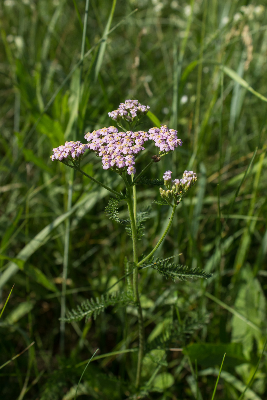 Изображение особи Achillea millefolium.