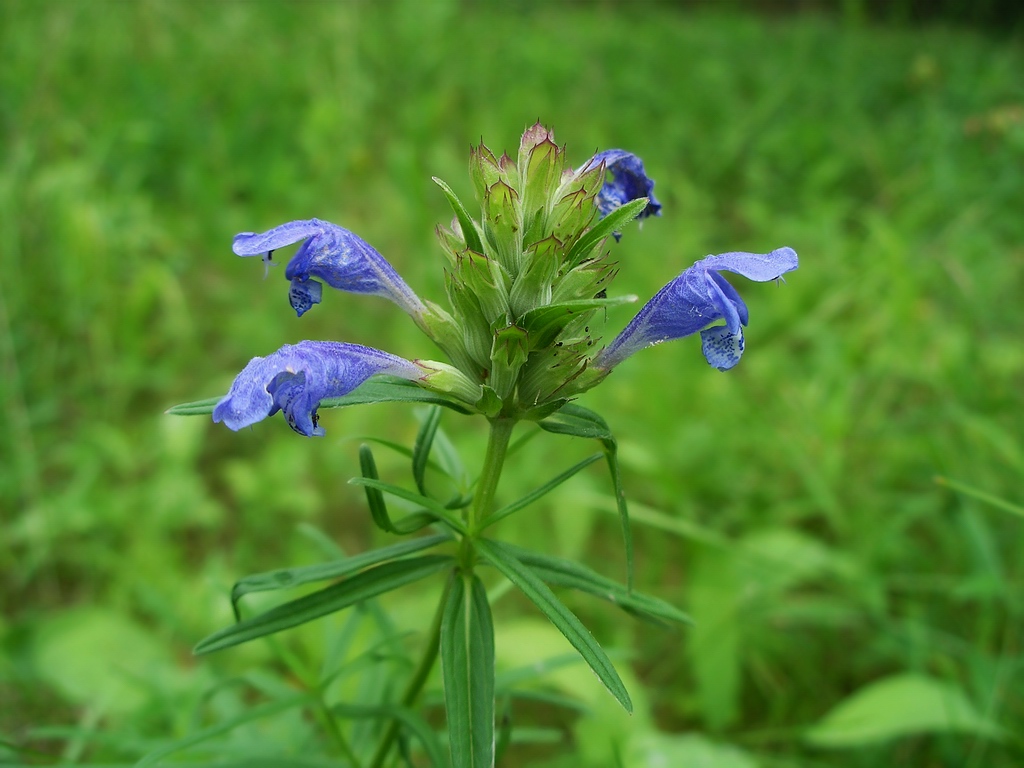 Изображение особи Dracocephalum ruyschiana.