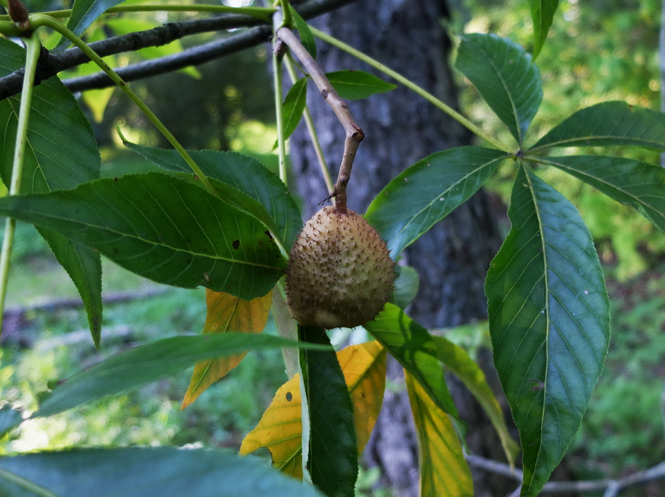 Image of Aesculus glabra specimen.