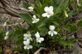 genus Viola