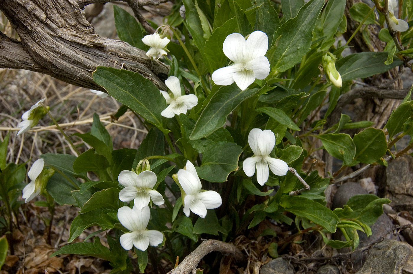 Изображение особи род Viola.