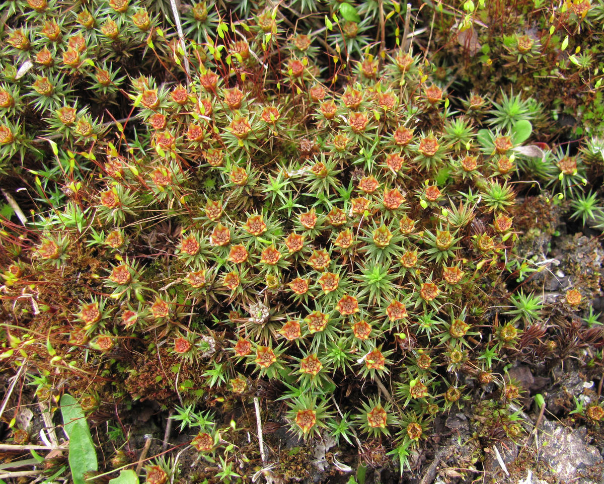 Изображение особи Polytrichum juniperinum.