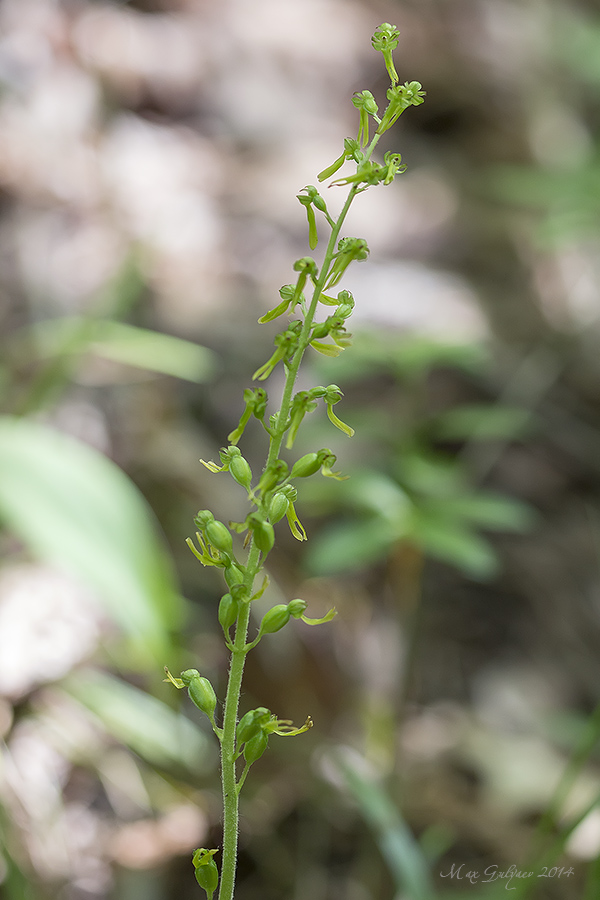 Image of Listera ovata specimen.