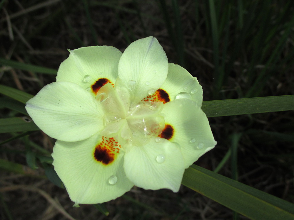 Изображение особи Dietes bicolor.