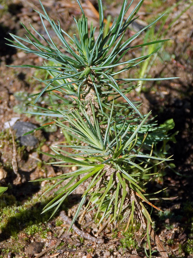 Image of Pinus aristata specimen.