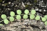 Dischidia nummularia. Часть побега на стволе дерева. Андаманские острова, остров Хейвлок, прибрежный лес. 01.01.2015.
