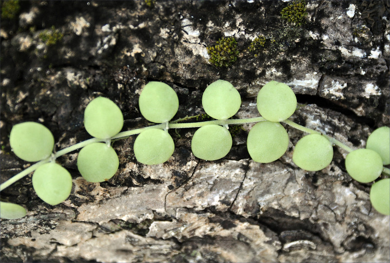 Image of Dischidia nummularia specimen.