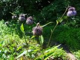 Cirsium weyrichii. Верхушка цветущего растения. Курильские о-ва, Кунашир, окр. дачного пос. Третьяково. 17 июля 2015 г.