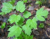 Actaea spicata