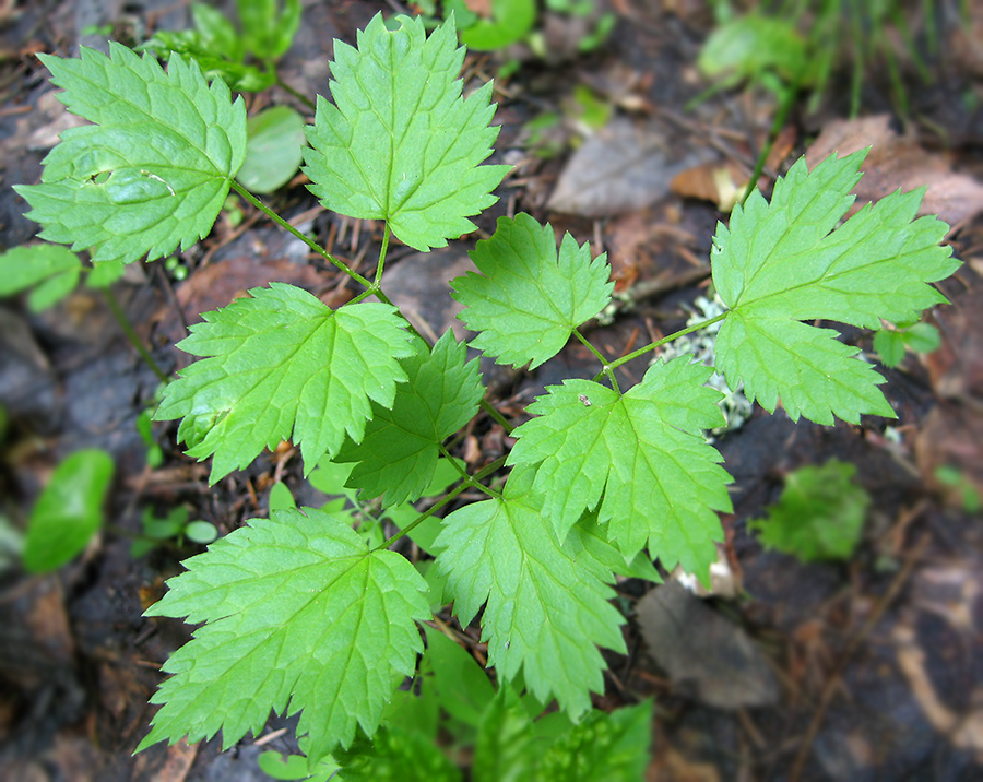 Image of Actaea spicata specimen.