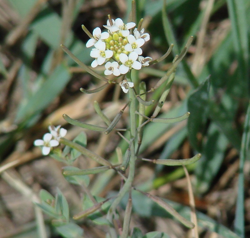 Image of Thellungiella salsuginea specimen.