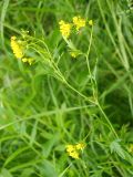 Rorippa &times; armoracioides