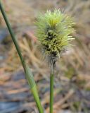 Eriophorum vaginatum. Соцветие и часть стебля. Коми, г. Печора, пойменное болото. 27.05.2013.