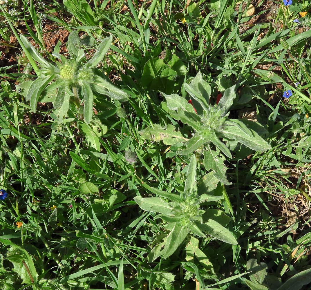 Image of Lomelosia prolifera specimen.