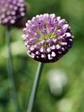 Allium hymenorhizum