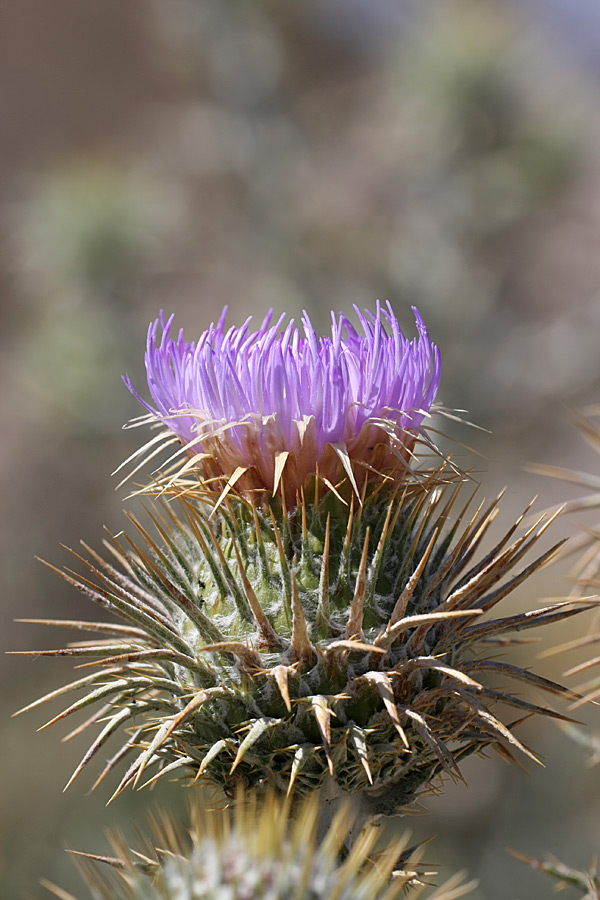 Image of Olgaea pectinata specimen.