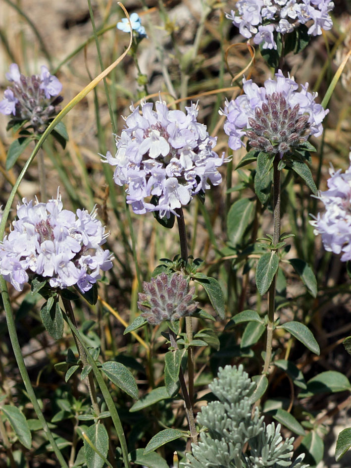 Image of Ziziphora clinopodioides specimen.