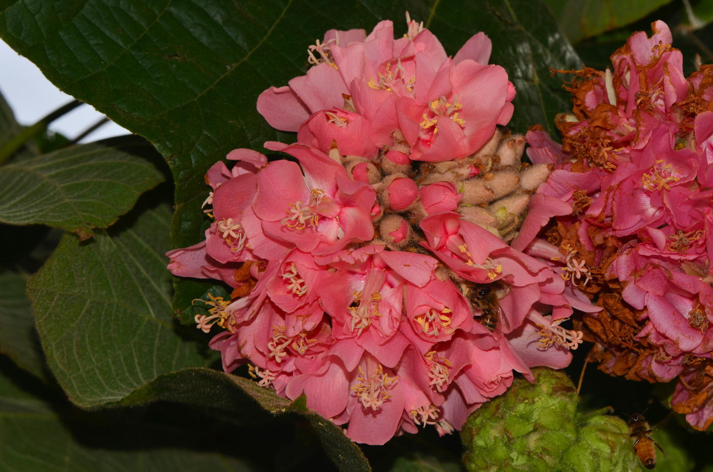 Изображение особи Dombeya &times; cayeuxii.