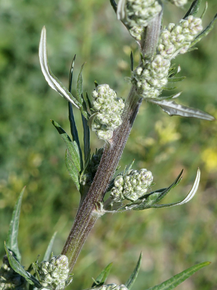 Изображение особи Artemisia vulgaris.