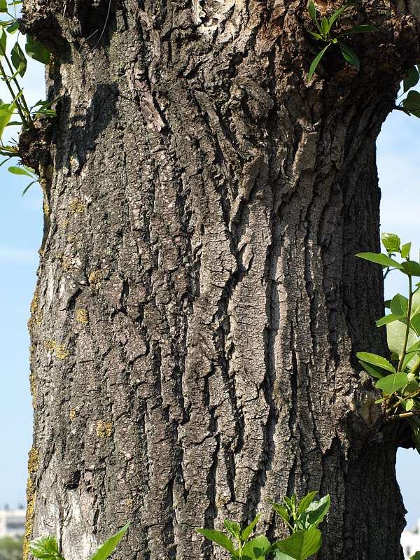 Image of Populus × sibirica specimen.