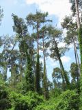 Pinus pityusa