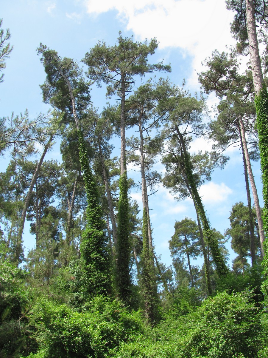 Image of Pinus pityusa specimen.