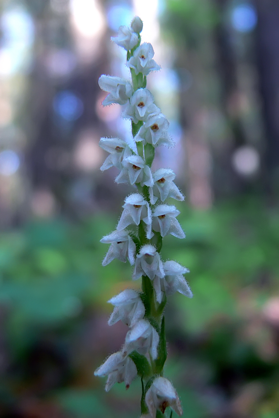 Изображение особи Goodyera repens.