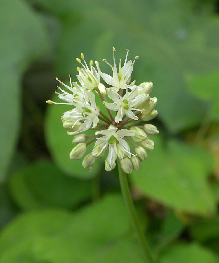 Image of Allium ochotense specimen.